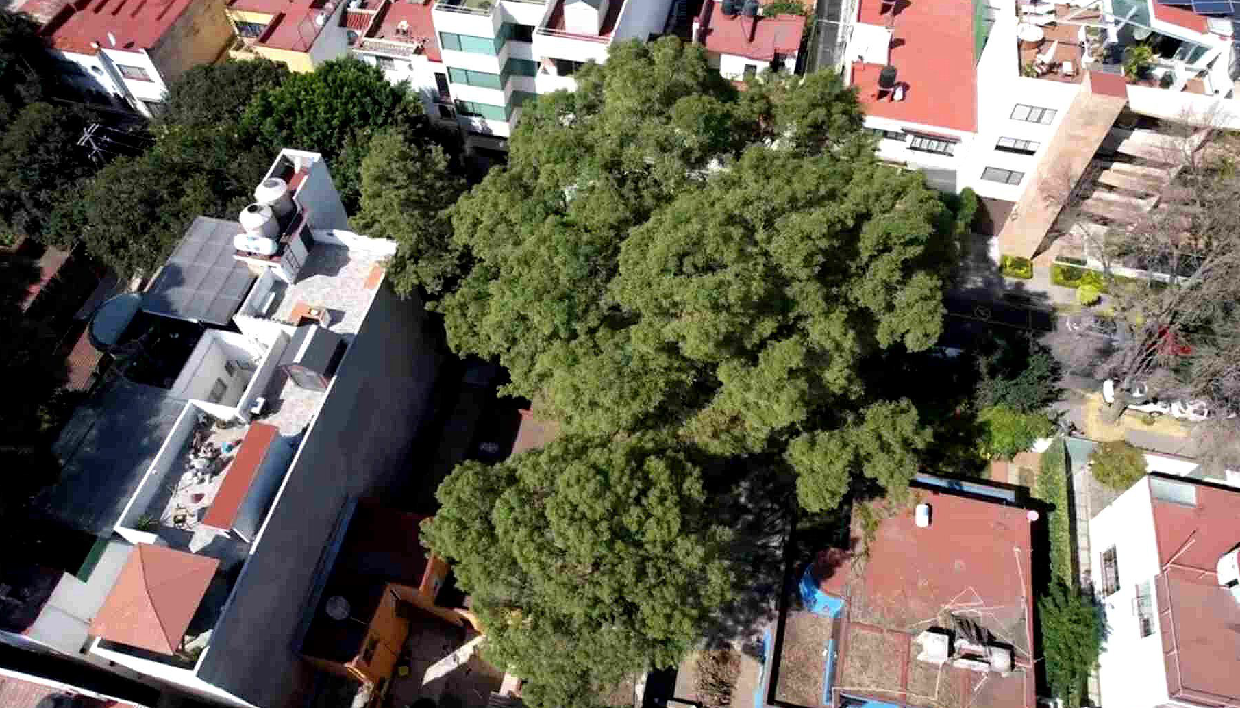 Árbol “Eugenio” es declarado Patrimonio Natural y Cultural de la CDMX
